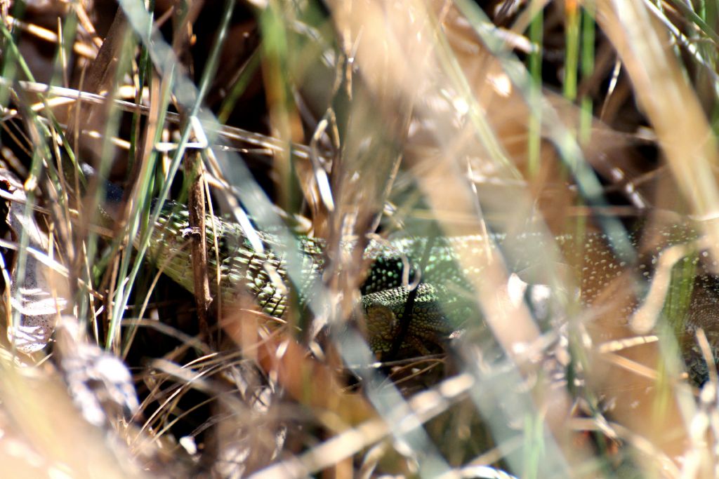 Lacerta bilineata.